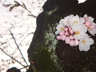 桜…昨日