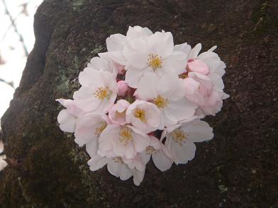 桜…今日