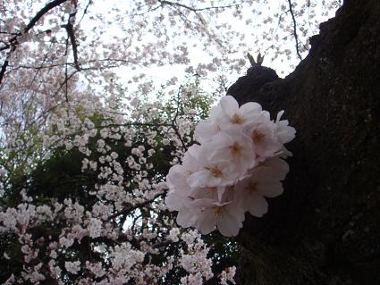 桜…満開