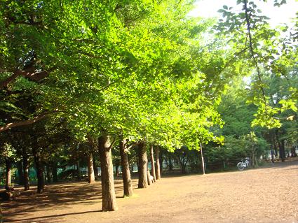 今朝の公園.JPG